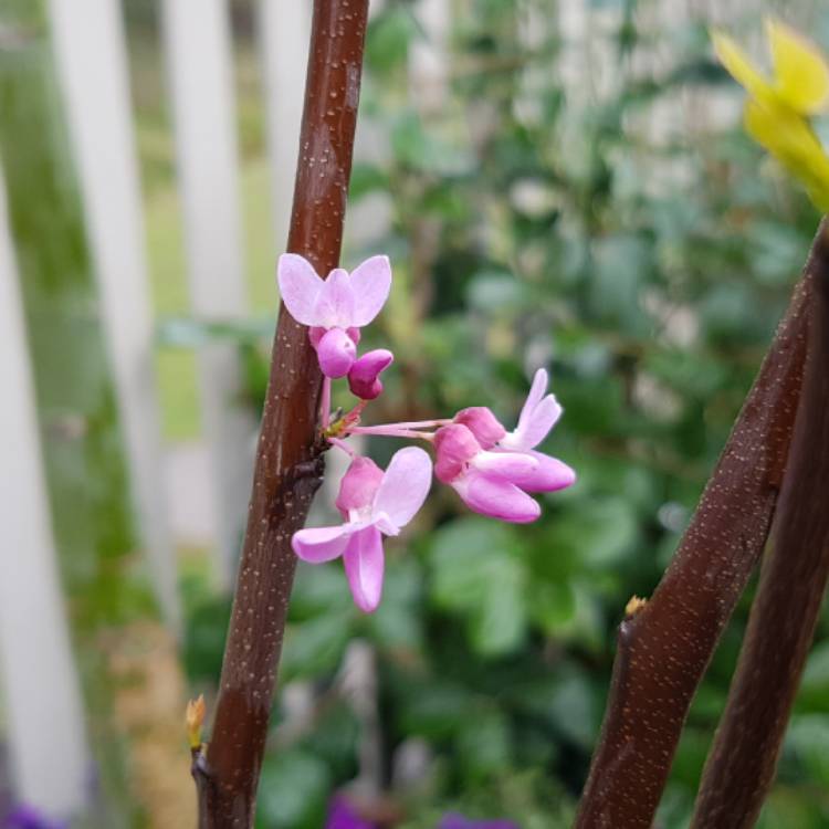 plant image 865877 plant image 865877