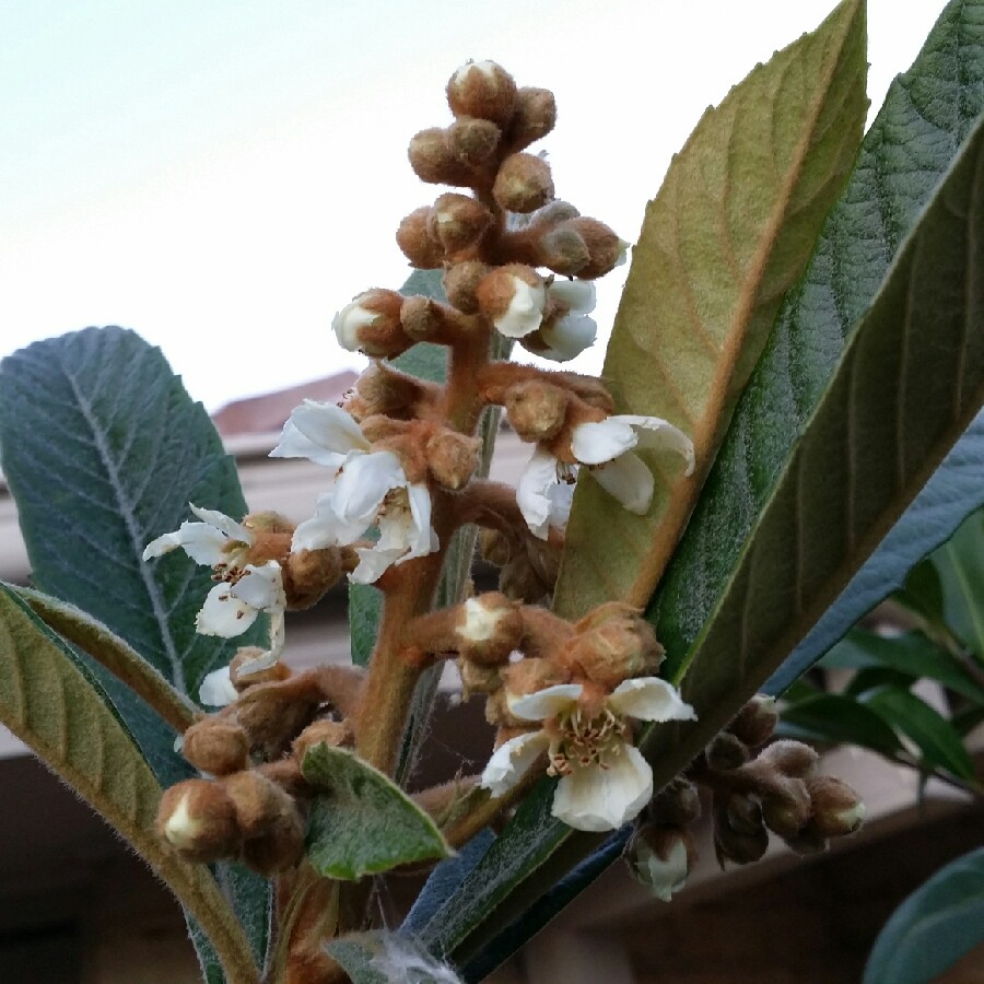 plant image 89186