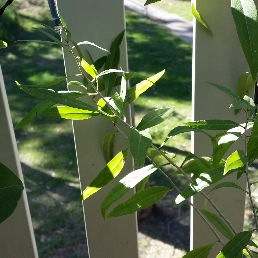 plant image 90233