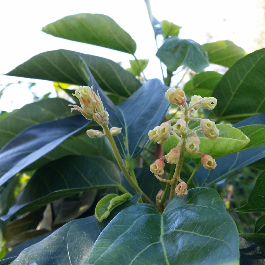 Sterculia quadrifida