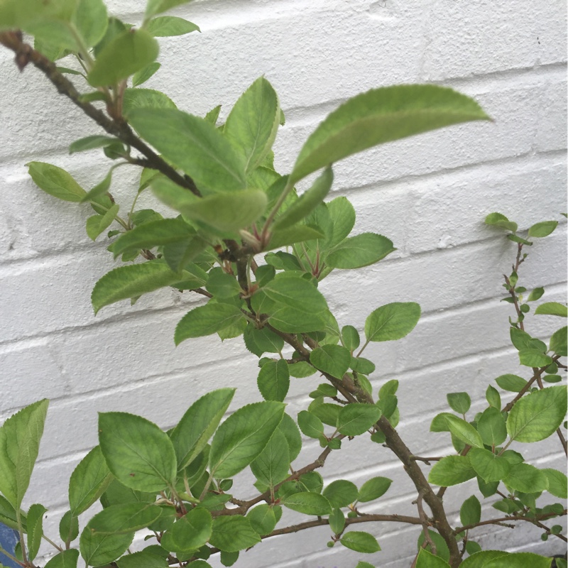 Plant image Malus domestica 'Granny Smith'