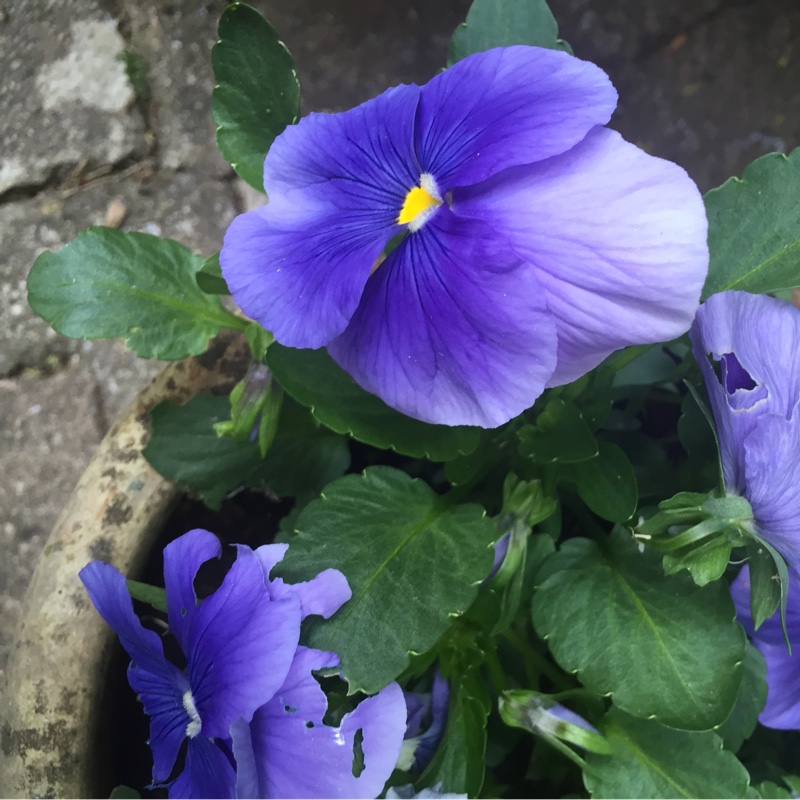 Plant image Viola Matrix Midnight Glow