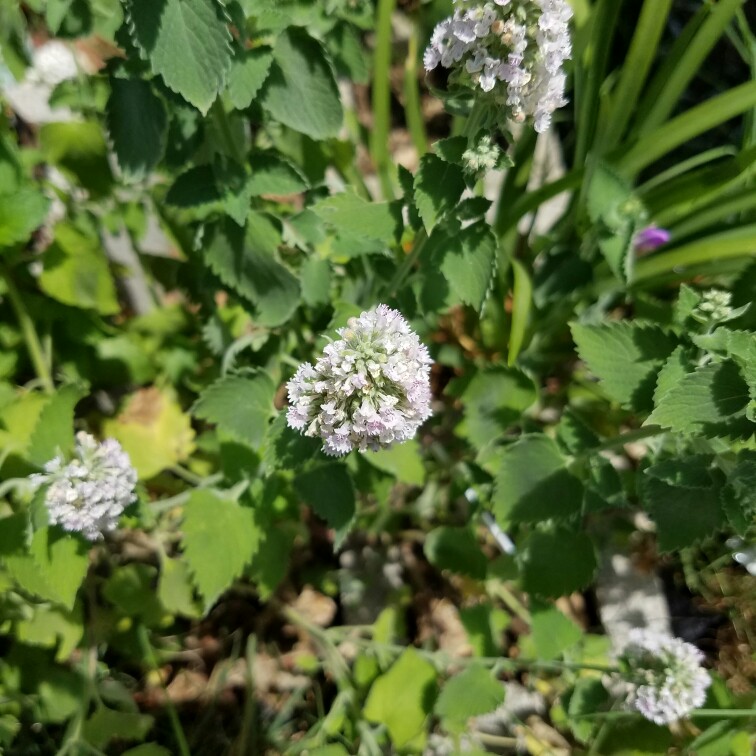 Plant image Urtica Dioica