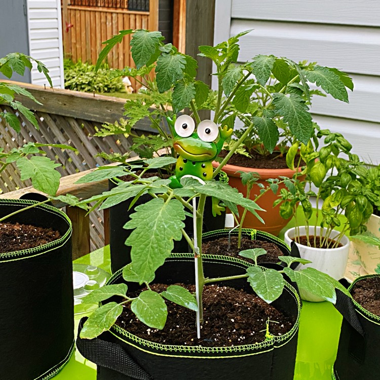 Plant image Solanum Lycopersicum 'Orange Paruche'