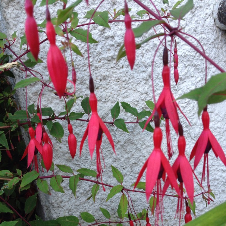 plant image 204196