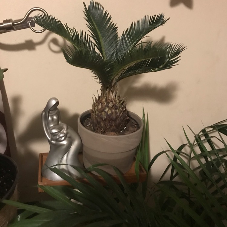 Plant image Cycas revoluta