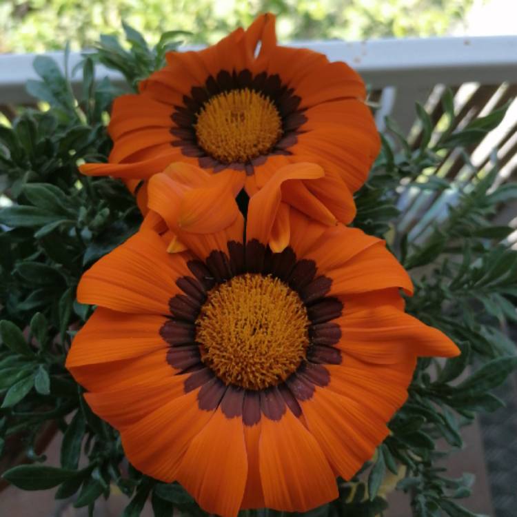 Plant image Gazania rigens 'Daybreak'