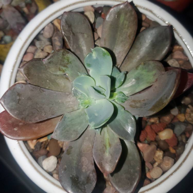 Plant image Echeveria Blue Prince