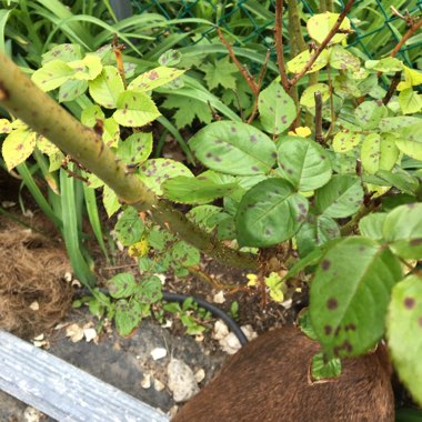 Katie's garden