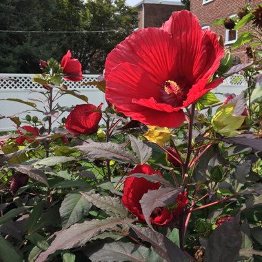Hibiscus 'Luna Red'