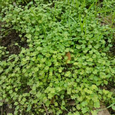 Katherin's garden