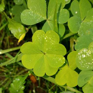 Common Yellow Woodsorrel