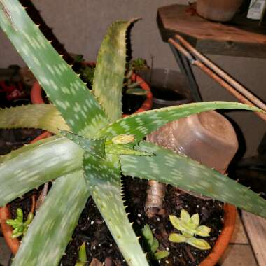 Aloe