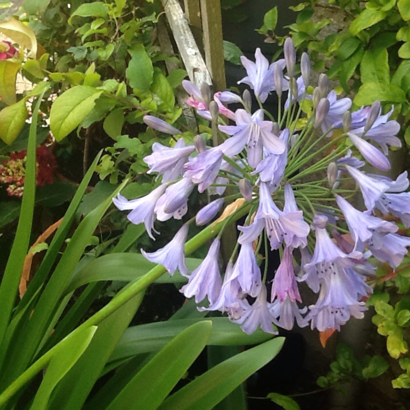 Plant image Agapanthus 'Headbourne Hybrids'