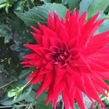 Kate's garden