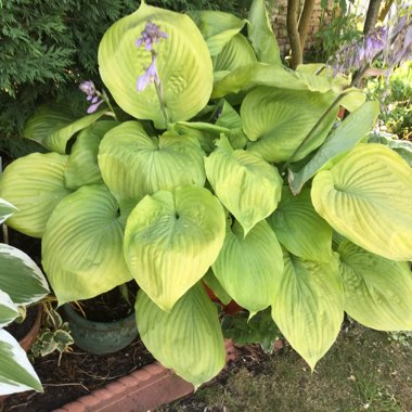 Kate's garden