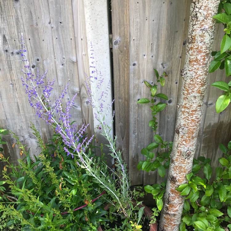 plant image 1359400