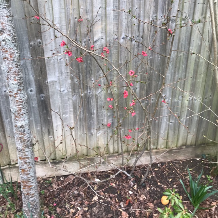 Plant image Chaenomeles x superba 'Pink Lady'