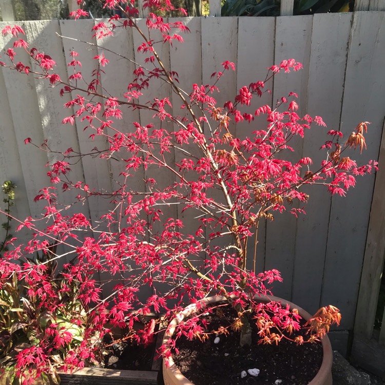 plant image 1469725