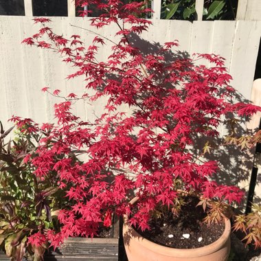 Japanese Maple 'Beni-Maiko