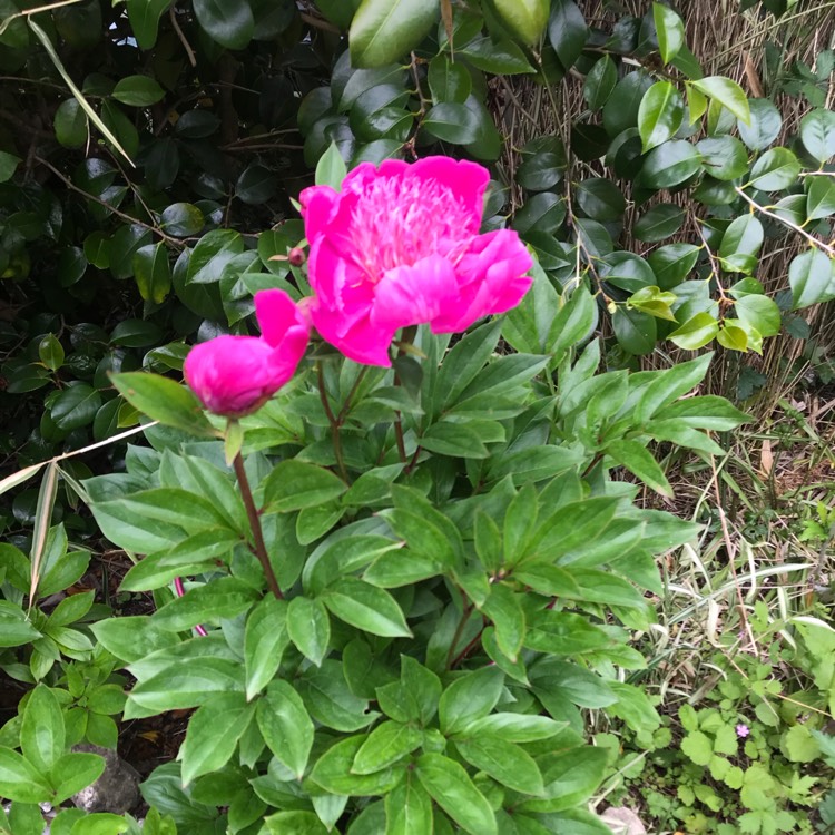 plant image 1493383 plant image 1493383