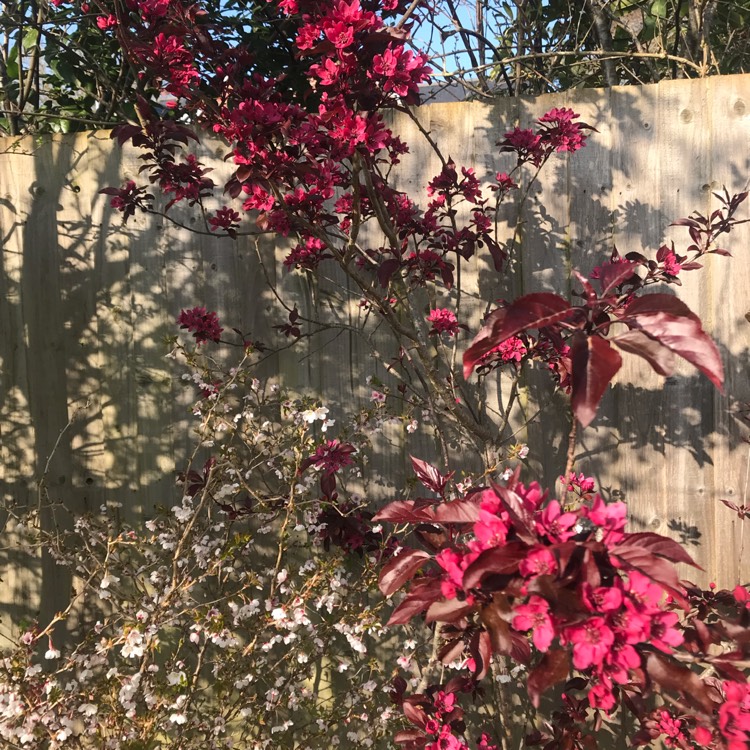 plant image 1570972