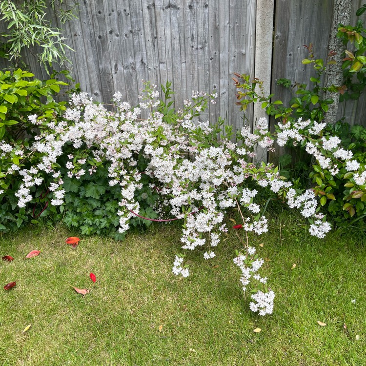 Plant image Deutzia gracilis 'Nikko'