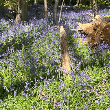English Bluebell