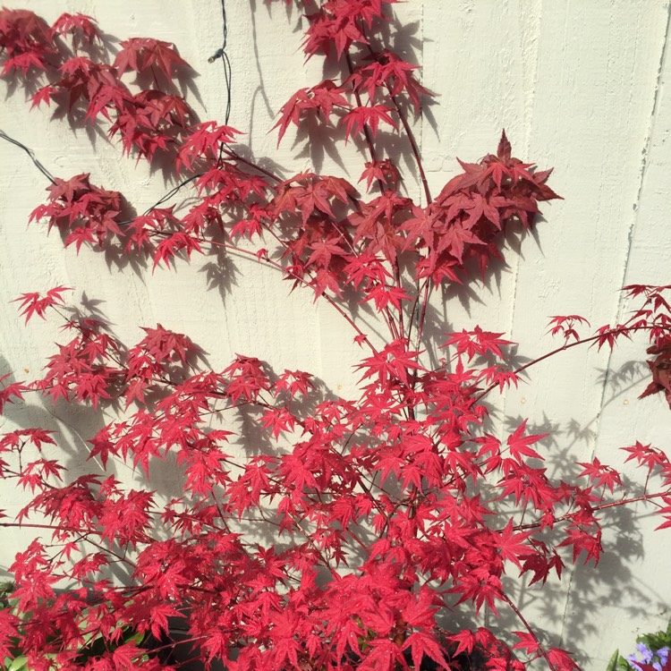 plant image 376638