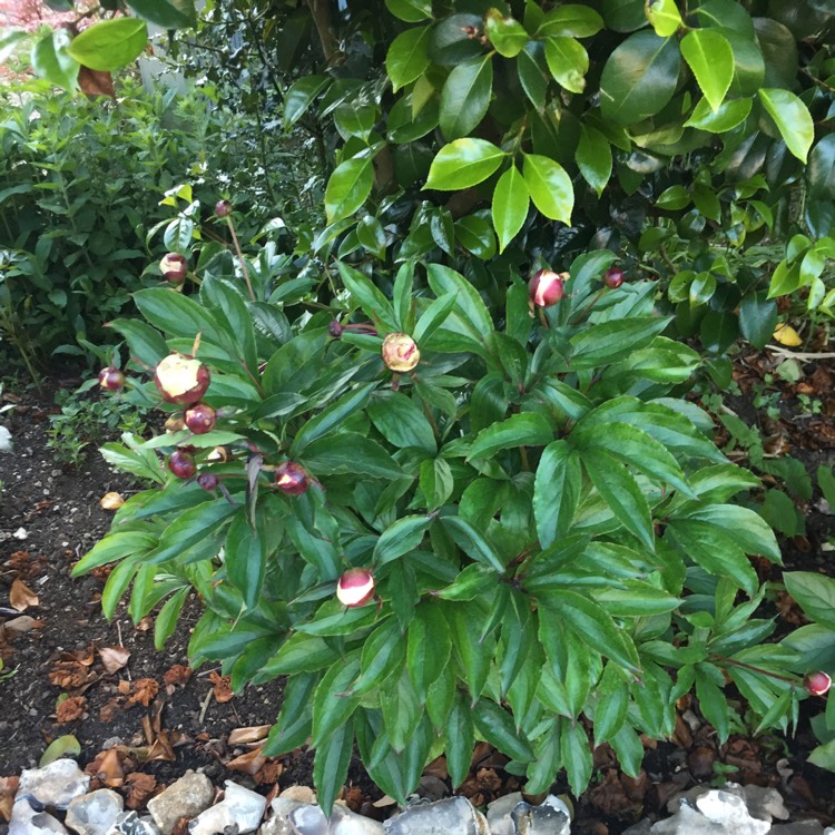 plant image 417779 plant image 417779