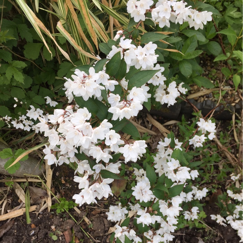 plant image 88629
