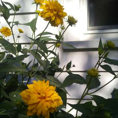 Katie 's garden
