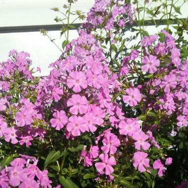 Katie 's garden
