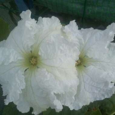 Bottle Gourd