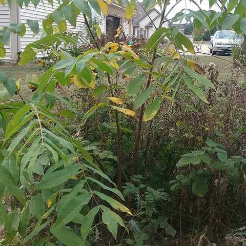 Plant image Carya Illinoinensis