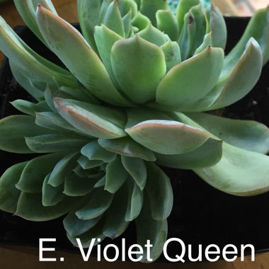 Echeveria 'Violet Queen'
