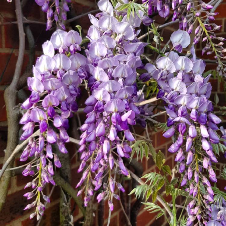 plant image 690026 plant image 690026