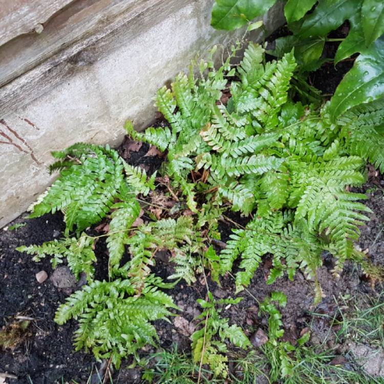 plant image 647885 plant image 647885