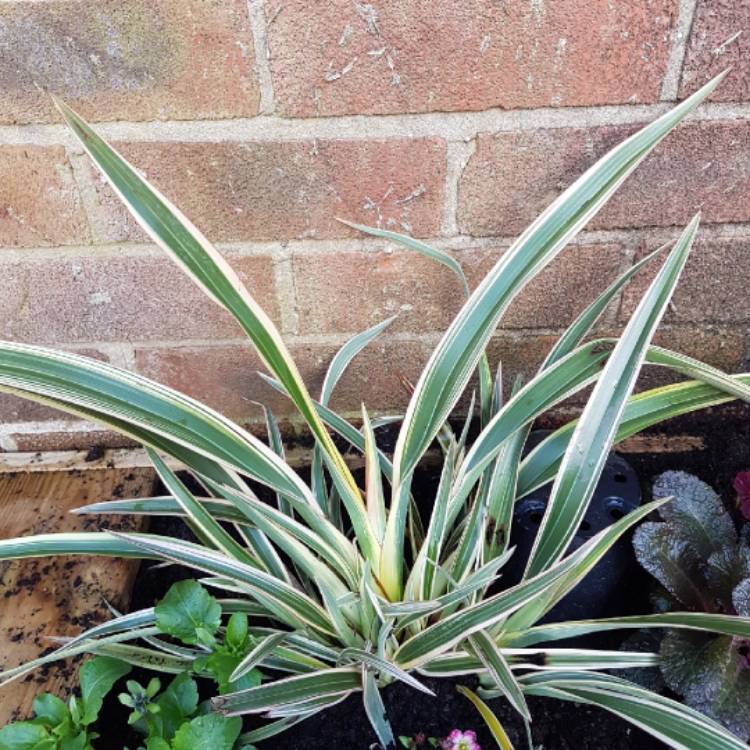Plant image Phormium cookianum 'Tricolor'