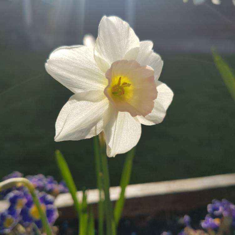 Plant image Narcissus 'Bell Song'