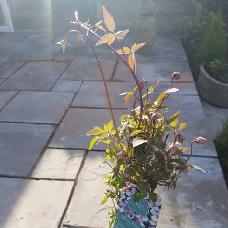 plant image 664134