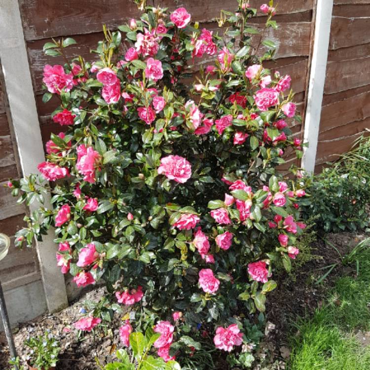 Plant image Camellia japonica 'Volunteer'