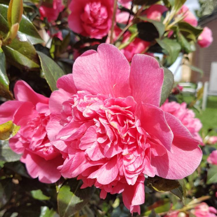 Plant image Camellia japonica 'Volunteer'