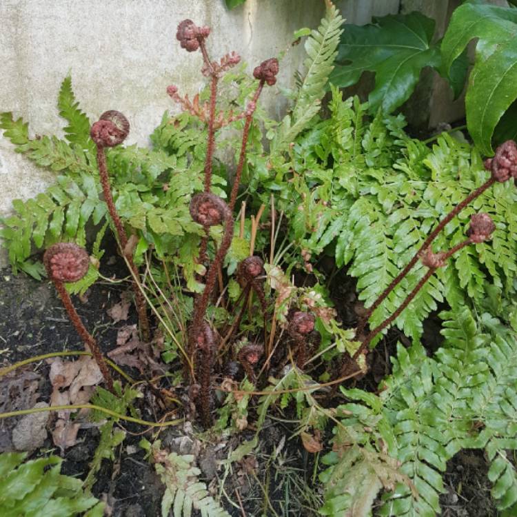 Plant image Dryopteris erythrosora 'Brilliance'