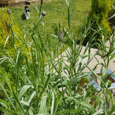 Centaurea