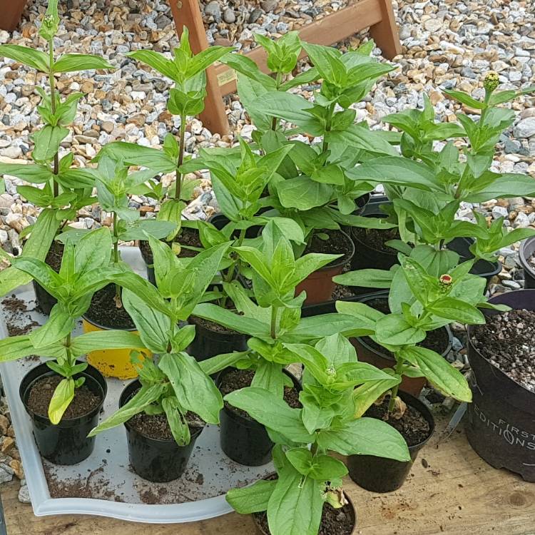plant image 724438 plant image 724438