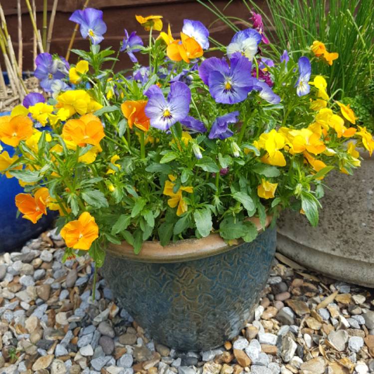 Plant image Viola sorbet 'Coconut Swirl'