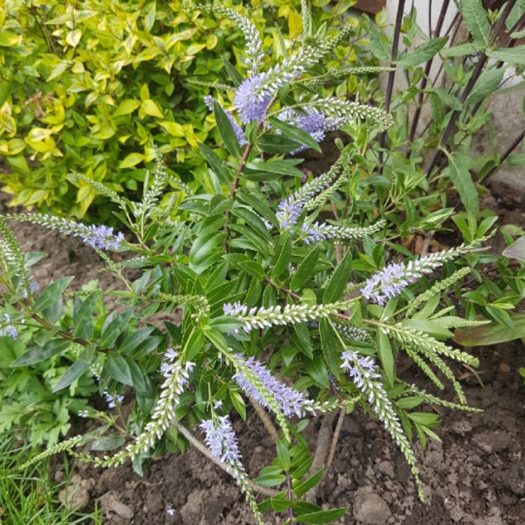 Plant image Hebe 'Midsummer Beauty'