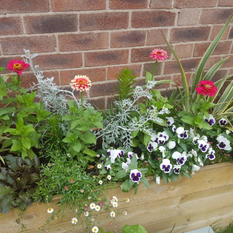 plant image 750643 plant image 750643
