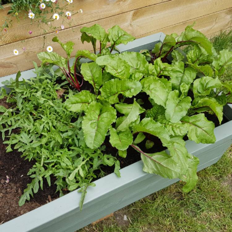 Plant image Beta Vulgaris 'Solo' F1